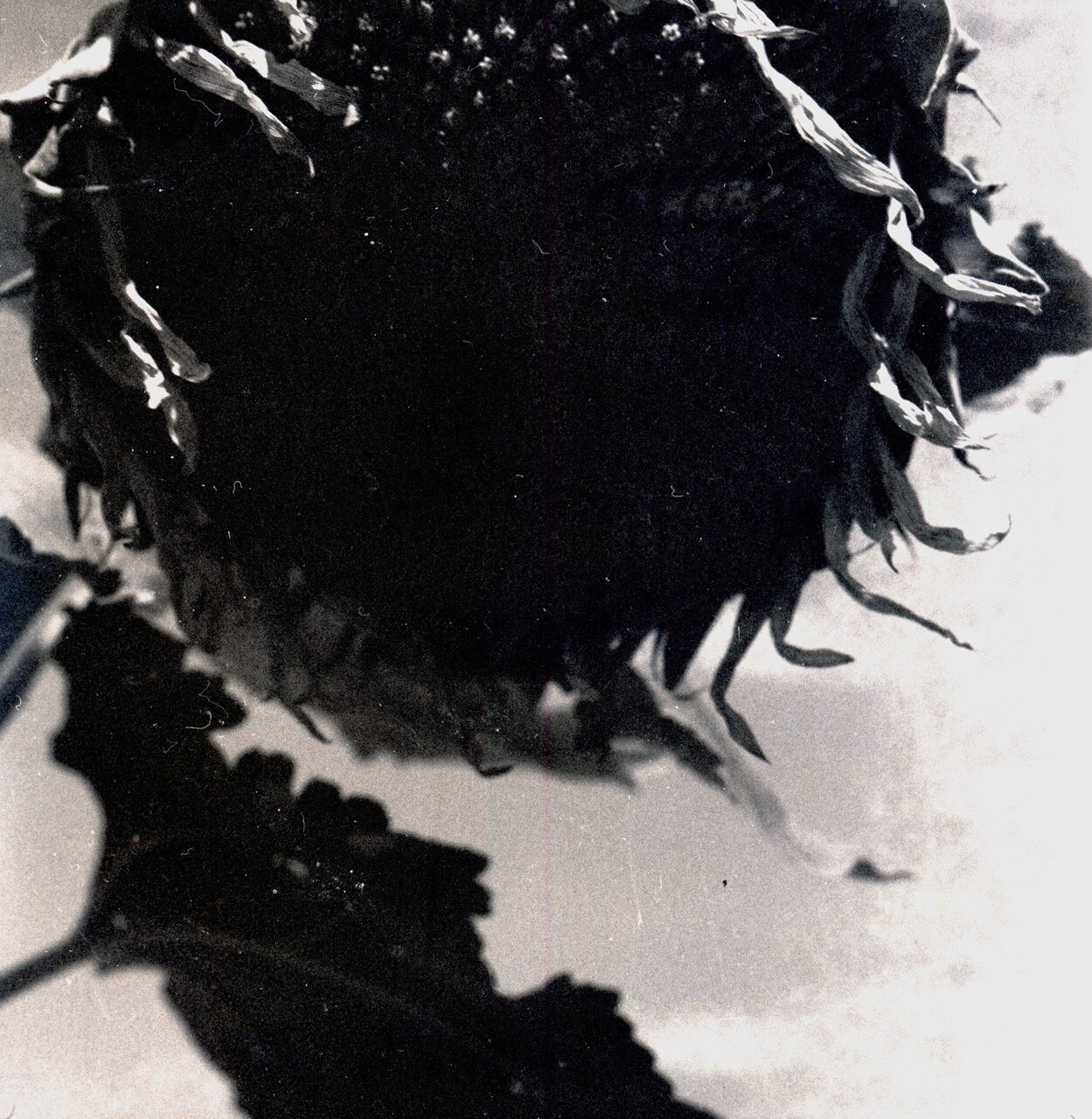 Ziad Antar, <i>The Monster</i>, 2025. Photograph printed on canvas, 78 3/4 x 78 3/4 in (200 x 200 cm)